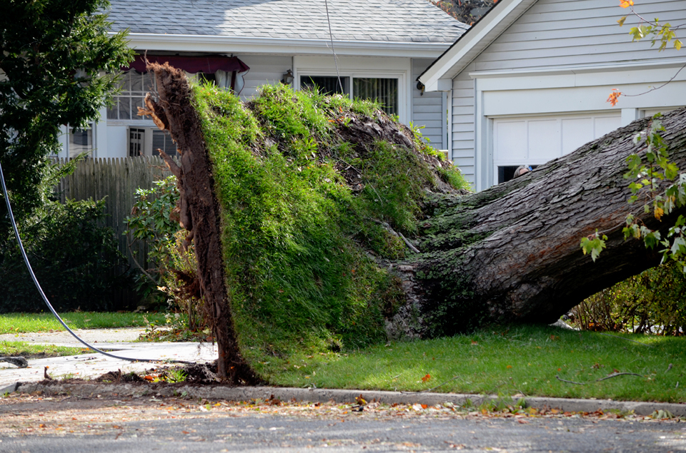 Uprooted Tree.jpg