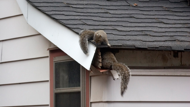 squirrels-in-attics.jpg